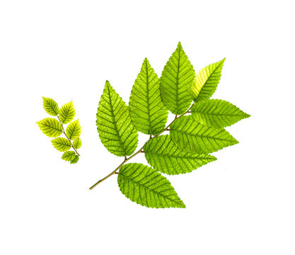 Autumn leaves of elm plant on a white background