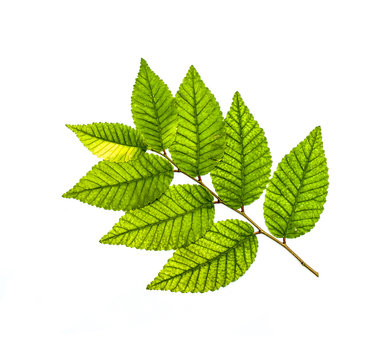 Autumn leaves of elm plant on a white background