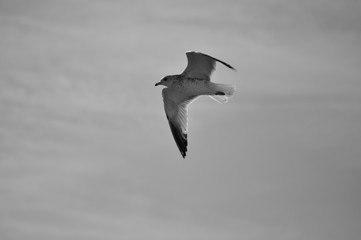 Flying seagull in black and white 