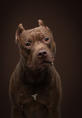 funny muzzle dog on a dark background. Pit bull terrier in the studio. Cute pet