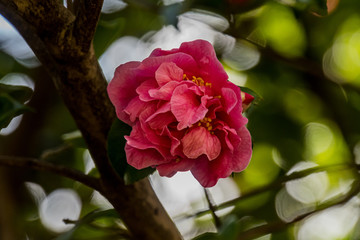 Camellia in botanical garden of Tokyo