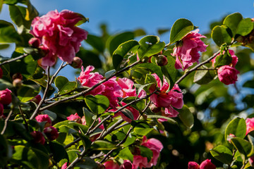Camellia in botanical garden of Tokyo