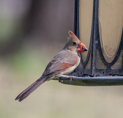 Female Northern Cardinal at the Feeder