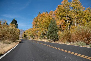 Fototapeta premium road in autumn forest