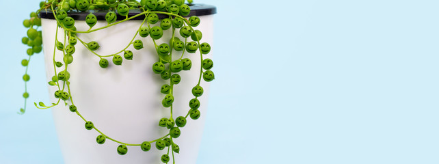 House plant (Senecio rowleyanus) with happy face on beads, copy space for own text. Happy Plants make Happy people, fun eco therapy concept - obrazy, fototapety, plakaty