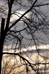 Tree and sky