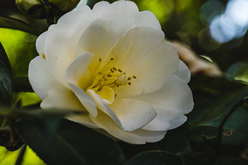 Fototapeta na wymiar Camellia in botanical garden of Tokyo