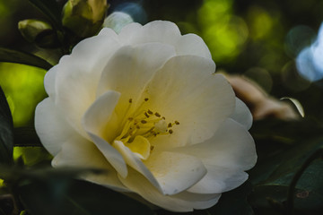 Camellia in botanical garden of Tokyo