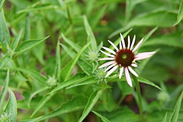 인천대공원에서찍은꽃입니다
