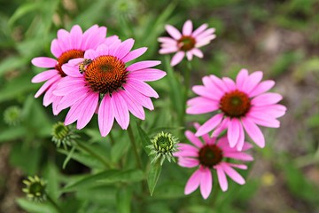 Obraz premium 인천대공원에서찍은꽃입니다