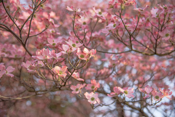 Dogwood flowers in full bloom during springtime