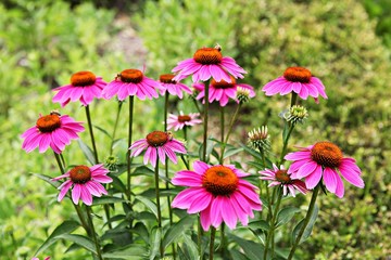 Obraz premium 인천대공원에서찍은꽃입니다