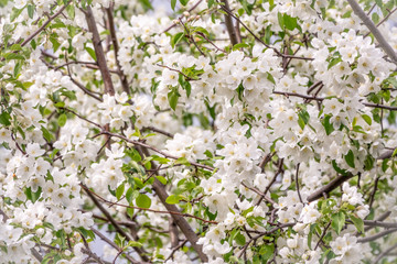 White blossoming apple trees.