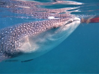 whale shark tour in Bohol island Philippines