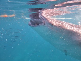 whale shark tour in Bohol island Philippines
