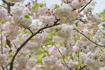 満開の八重桜・松月1
