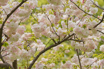 満開の八重桜・松月2