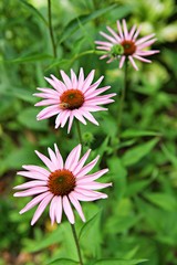 인천대공원에서찍은꽃입니다