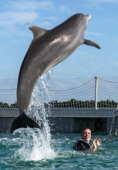 Jumping dolphin. Woman swimming with dolphins.