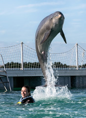 Jumping dolphin. Woman swimming with dolphins.