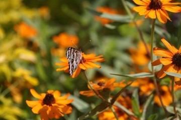 Small brown butterfly sipping nectar from a yellow cosmos flower