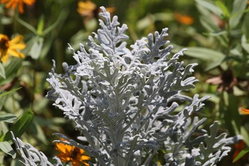 Close up of a senecio cineraria plant, popularly known as dusty miller.
