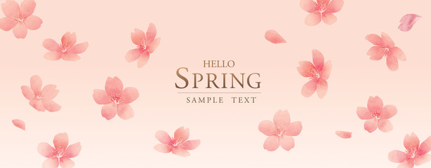 Fototapeta na wymiar 春の花　桜　spring cherry blossom　background 