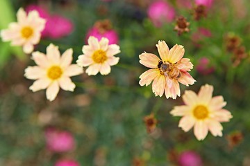 인천대공원에서찍은꽃입니다