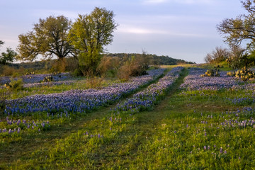 Obraz premium Texas bluebonnets field at dawn