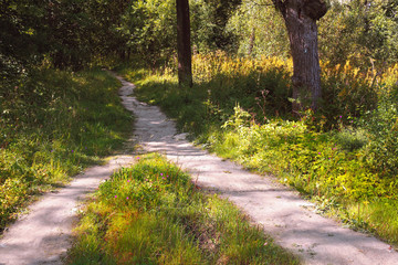Two hiking paths in the forest converge into a single
