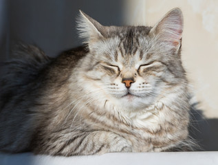 Long haired cat in relax outdoor. Hypoallergenic pet, siberian purebred