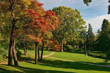 Fototapeta na wymiar Autumn gold color tree on green lawn