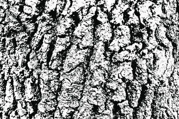Fototapeta premium Monochrome natural texture of a bark of an old oak tree. Overlay template. Vector illustration
