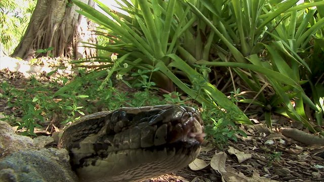 A snake pops his head off the jungle floor as it explore the terrain