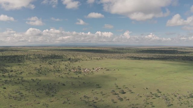 Aerial drone view of cattle in african savanna landscape in Laikipia, Kenya
