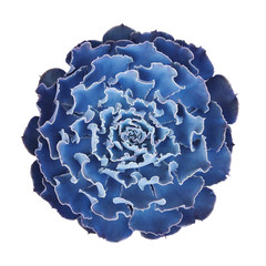 Blue purple cactus succulent plant leaves pattern of Echeveria that forms rosettes of upcurving leaves with crinkly edges isolated on white background, clipping path included.