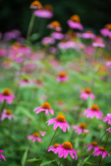 Purple coneflower blooming in garden