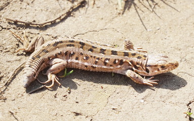 Lizard with a short tail. The sand lizard (Lacerta agilis) that dropped its tail