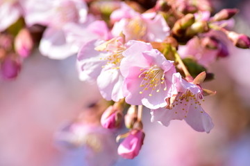 桜の花