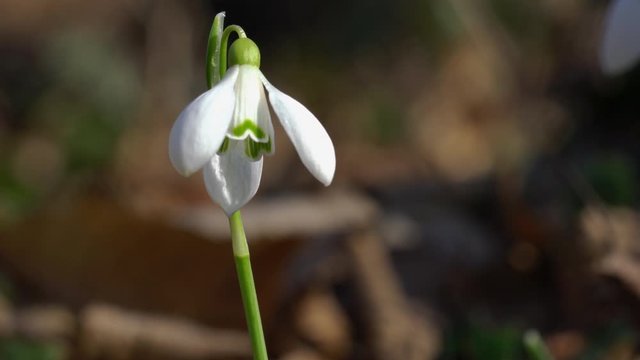 Snowdrop herald of spring in the natural ambience (Galanthus nivalis) - (4K)
