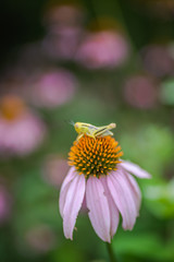 Purple coneflower blooming in garden