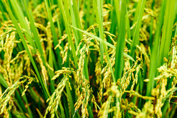 Obraz premium Rice field, green rice sprouts in the meadow. Rice close up.