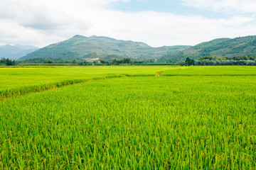 Rice field, green rice sprouts in the meadow. Mountain view, agriculture in Asia.