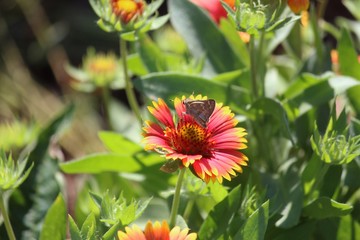 Maroon blanketflowersin a garden with a small butterfly sipping nectar, blurred background