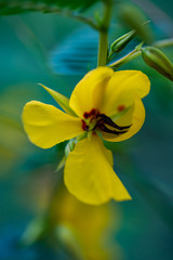 Partridge Pea, Sleepingplant, Sensitive Plant