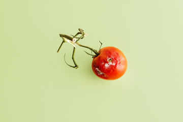 mouldy tomato on plain green background