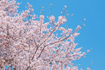 桜と空の風景