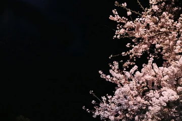 Deurstickers 夜の桜の風景 © YY apartment