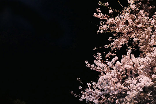 夜の桜の風景