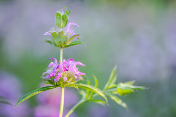 Horsemint blooming in late spring